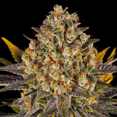 Banana Punch feminizada de Barney's Farm