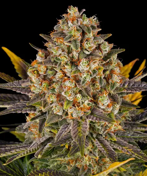 Banana Punch feminizada de Barney's Farm