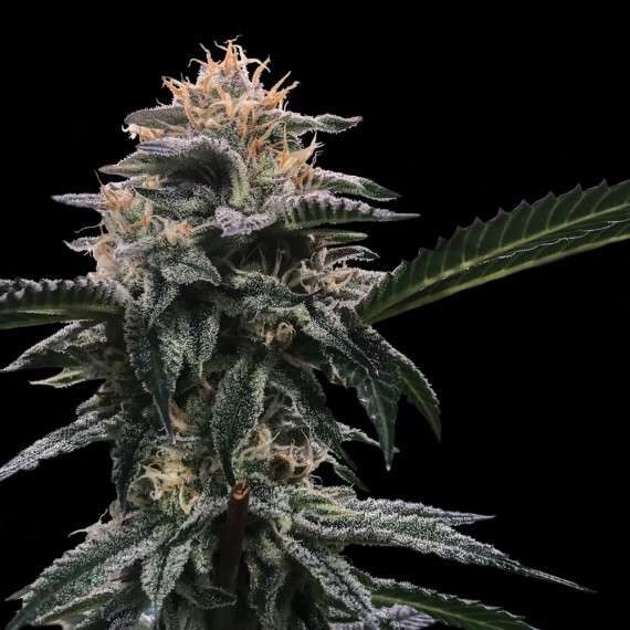 Banana Sorbet feminizada de DNA Genetics