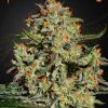 Big Bang feminizada de Green House Seeds