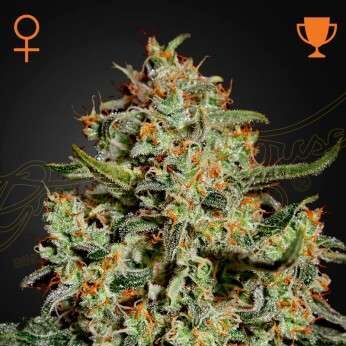 Big Bang feminizada de Green House Seeds