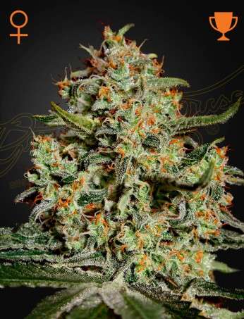 Big Bang feminizada de Green House Seeds