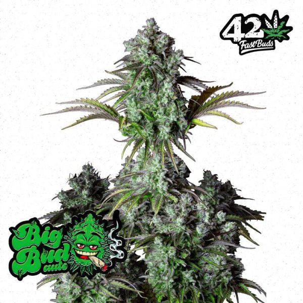 Big Bud Auto de FastBuds