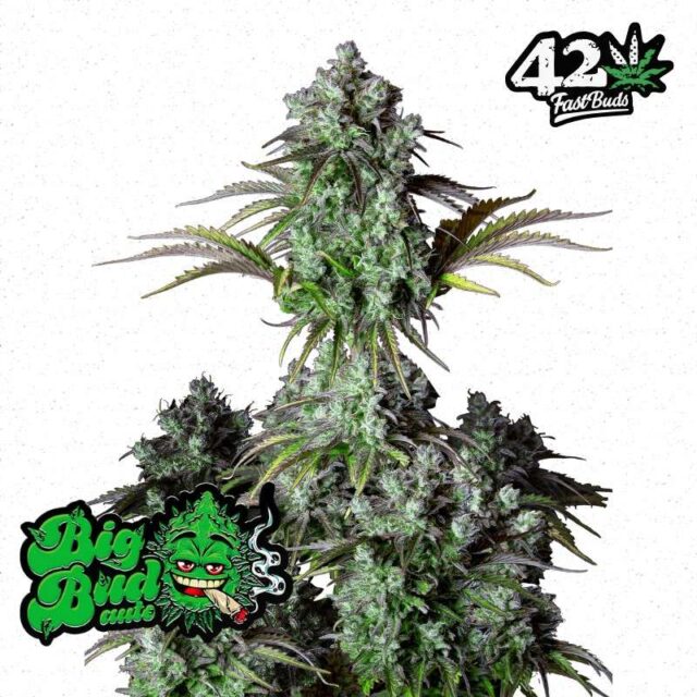 Big Bud Auto de FastBuds