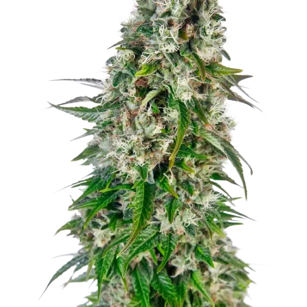 Big Bud Auto de Sensi Seeds