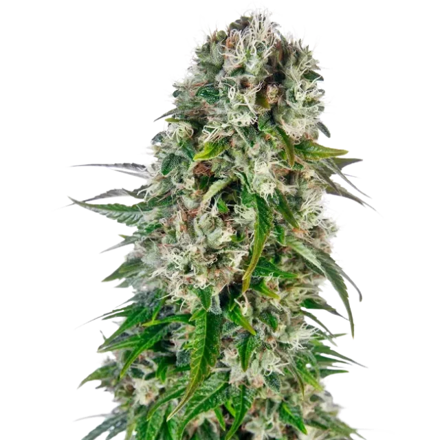 Big Bud Auto de Sensi Seeds