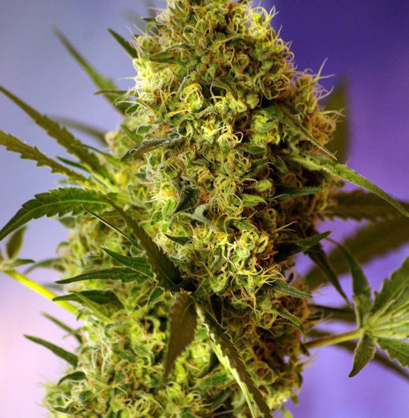 Big Devil 2 Auto de Sweet Seeds