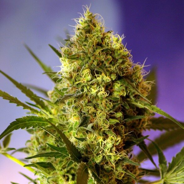 Big Devil 2 Auto de Sweet Seeds