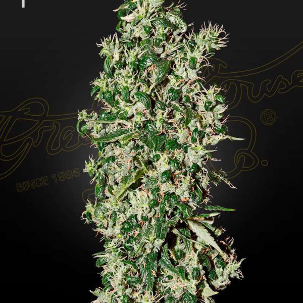 Big Tooth feminizada de Green House Seeds