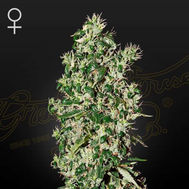 Big Tooth feminizada de Green House Seeds