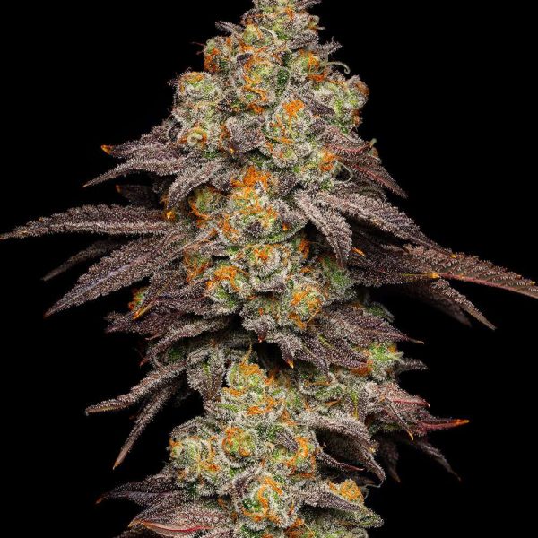 Big Z feminizada de Cookies Seed Bank