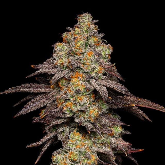 Big Z feminizada de Cookies Seed Bank