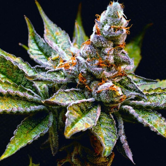 Birthday Punch feminizada de Elev8 Seeds