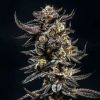 Birthday Runtz feminizada de Elev8 Seeds