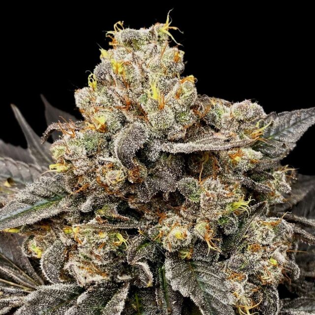 Biscotti Zkittlez feminizada de 00 Seeds