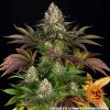 Biscotti feminizada de Barney’s Farm