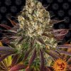 Biscotti feminizada de Barney’s Farm
