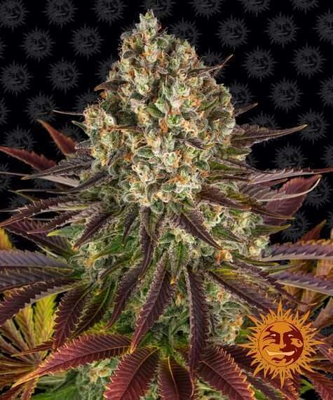Biscotti feminizada de Barney’s Farm