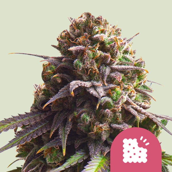 Biscotti feminizada de Royal Queen Seeds
