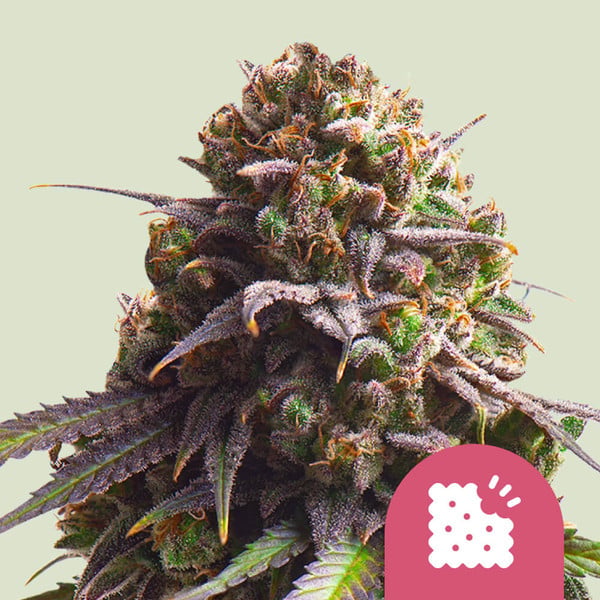 Biscotti feminizada de Royal Queen Seeds