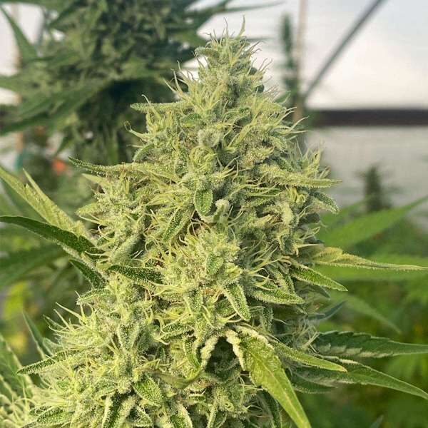 Black Beard feminizada de Karma Genetics