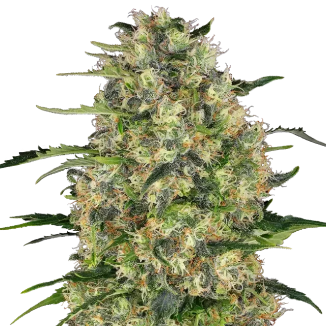 Black Domina regular de Sensi Seeds