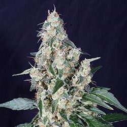 Black Domina x AK feminizada de Spanish Seeds