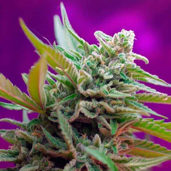 Black Jack Auto de Sweet Seeds
