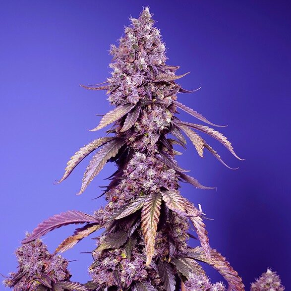 Black Muffin F1 Fast Version feminizada de Sweet Seeds