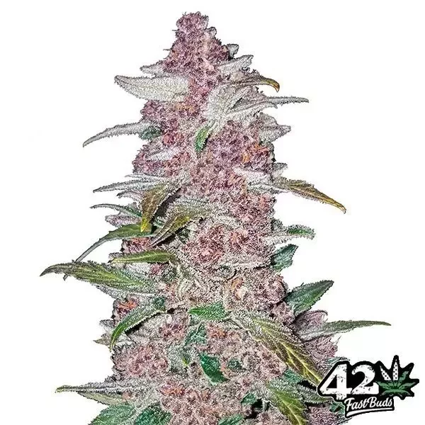 Blackberry Auto de FastBuds