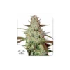 Blue Auto Mazar de Dutch Passion