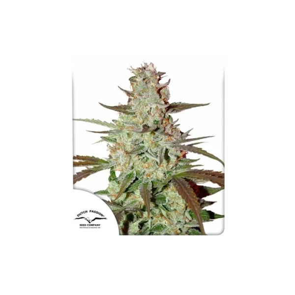 Blue Auto Mazar de Dutch Passion