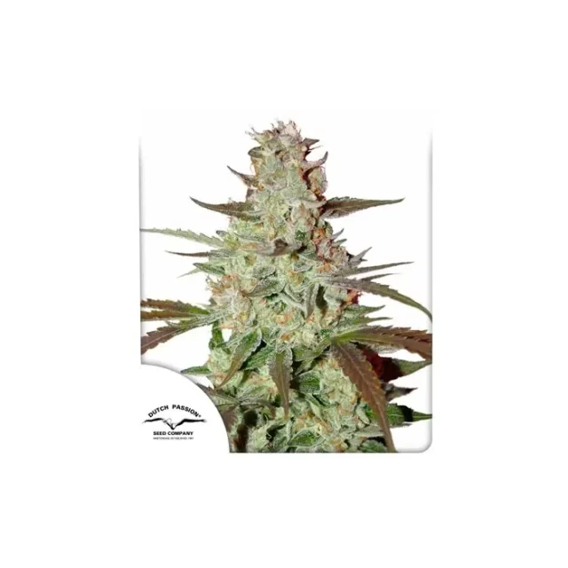 Blue Auto Mazar de Dutch Passion