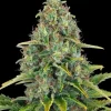 Blue Cheese Auto de Barney's Farm