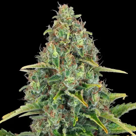 Blue Cheese Auto de Barney's Farm