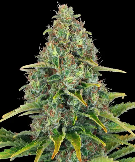 Blue Cheese Auto de Barney's Farm