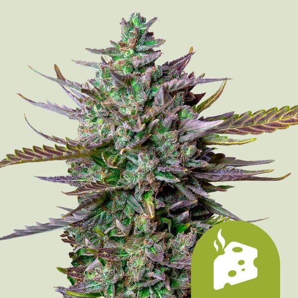 Auto Blue Cheese de Royal Queen Seeds