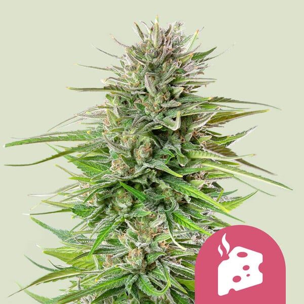 Blue Cheese feminizada de Royal Queen Seeds