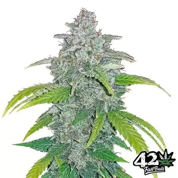 Blue Dream Auto de FastBuds