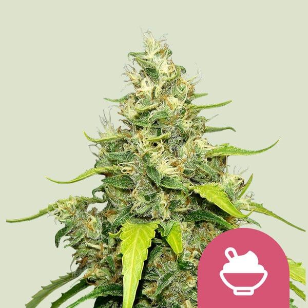 Blue Gelato feminizada de Royal Queen Seeds