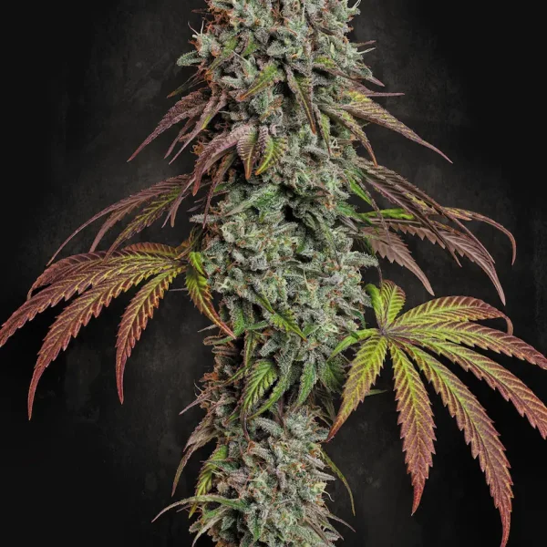 Blue Gem feminizada de Paradise Seeds
