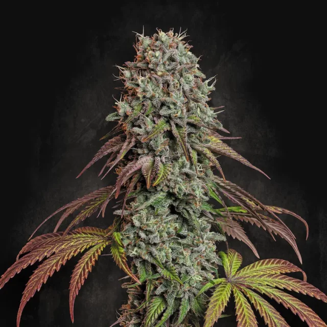 Blue Gem feminizada de Paradise Seeds