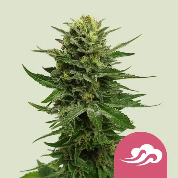 Blue Mistic feminizada de Royal Queen Seeds