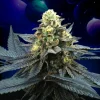 Blue Peach feminizada de Perfect Tree