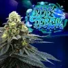 Blue Peach feminizada de Perfect Tree