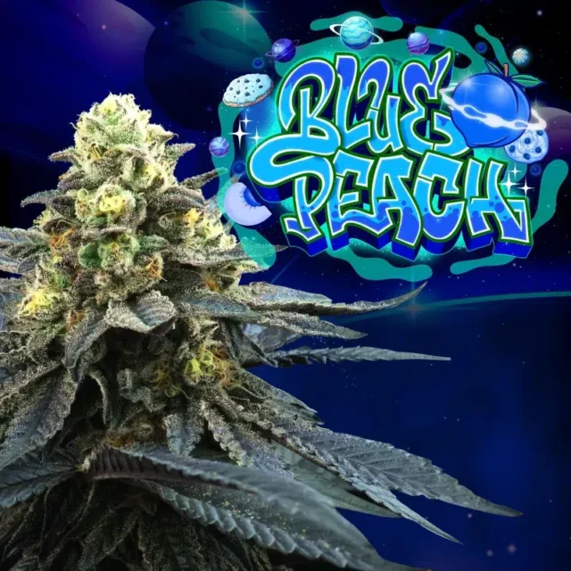 Blue Peach feminizada de Perfect Tree