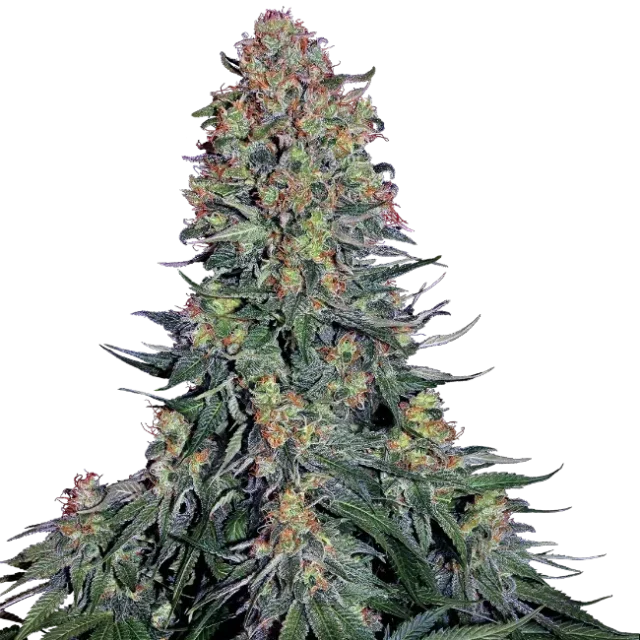Blue Skunk feminizada de Sensi Seeds