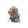 Blueberry feminizada de Dutch Passion