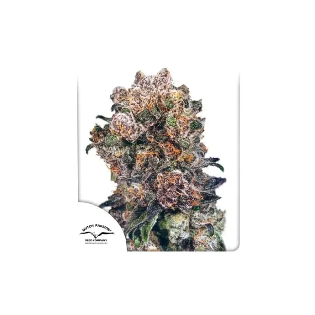 Blueberry feminizada de Dutch Passion