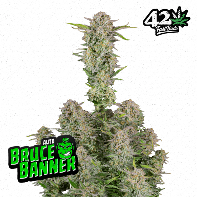 Bruce Banner Auto de FastBuds